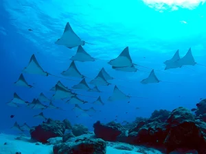 buceo en bali en manta point