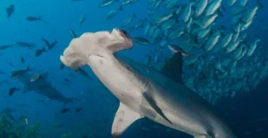 viaje de buceo a isla de cocos