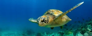 viaje de buceo a galapagos