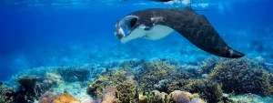 viaje de buceo a indonesia