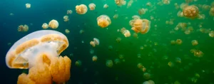 viaje de buceo a palau