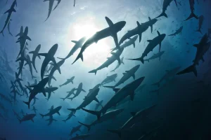 viaje de buceo a revillagigedo